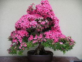 آزالیا بونسای